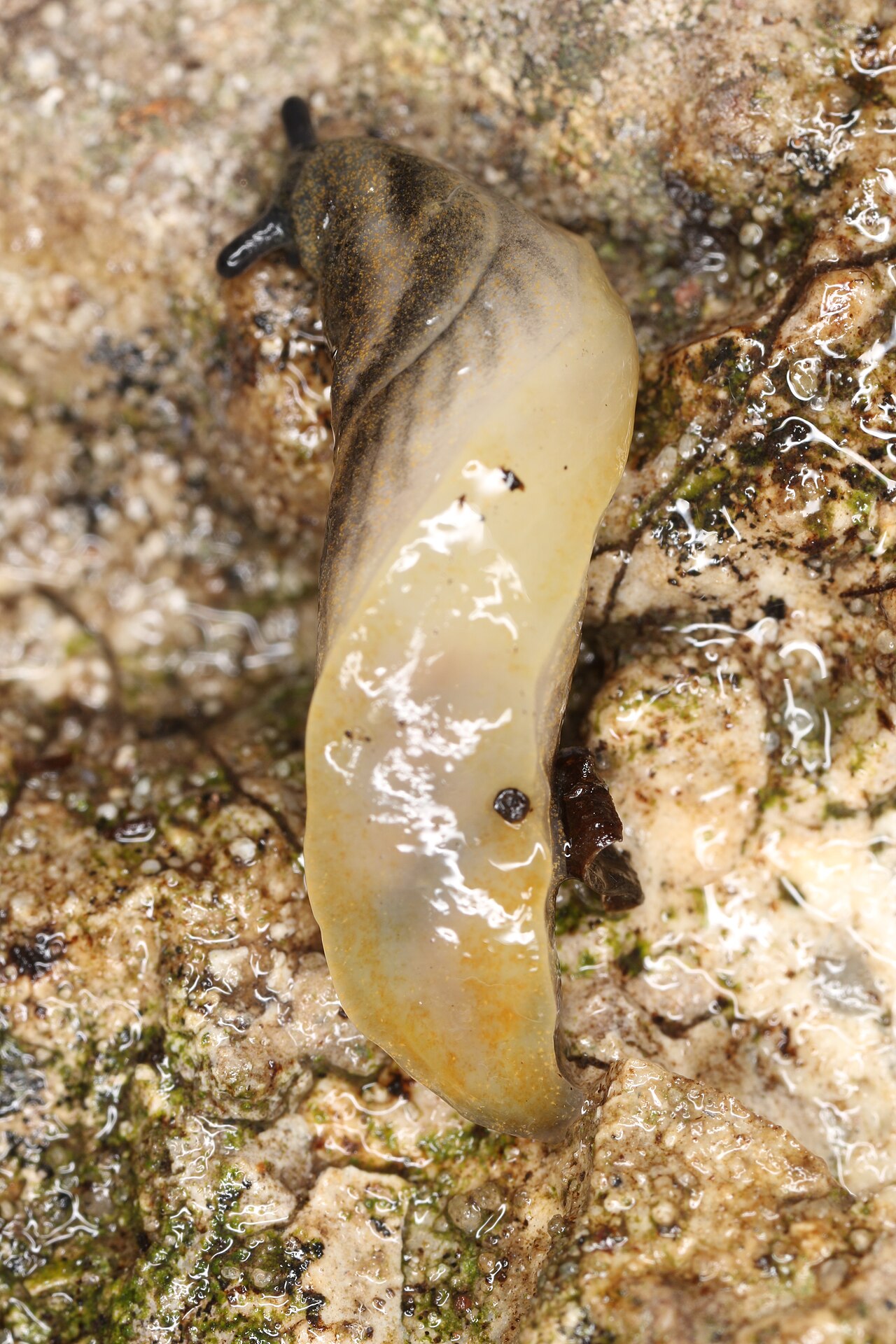 Arion distinctus (26691256291)