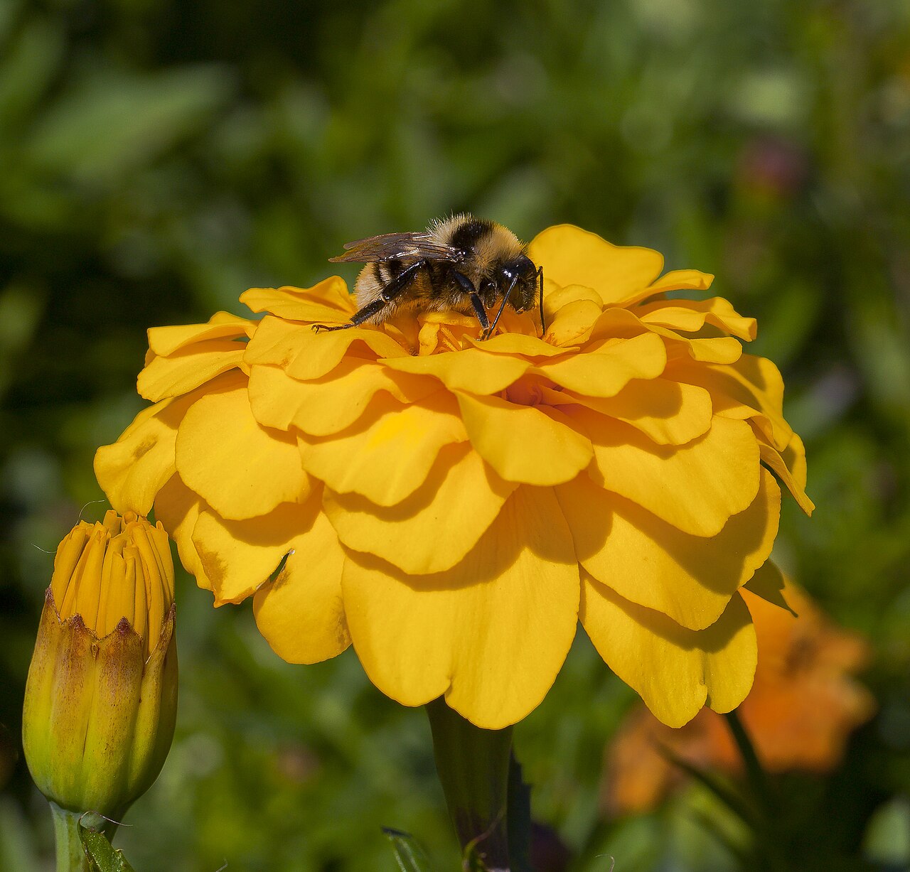 Abeja (Bombus) en un clavel de Indias (Tagetes patula), jardín botánico de Talli