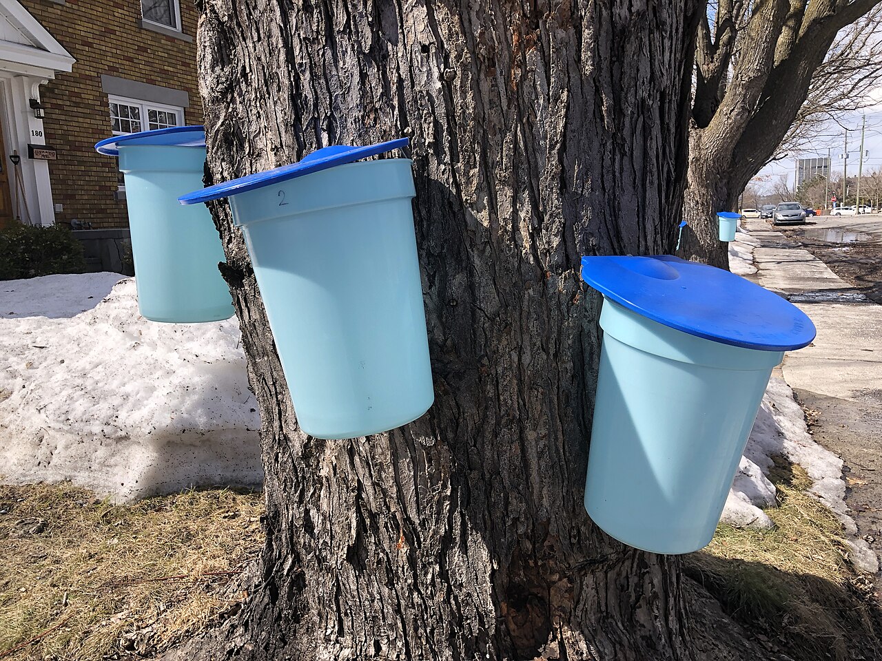 Collecting sap from the maple trees on Huron Avenue, Ottawa (46821226614)