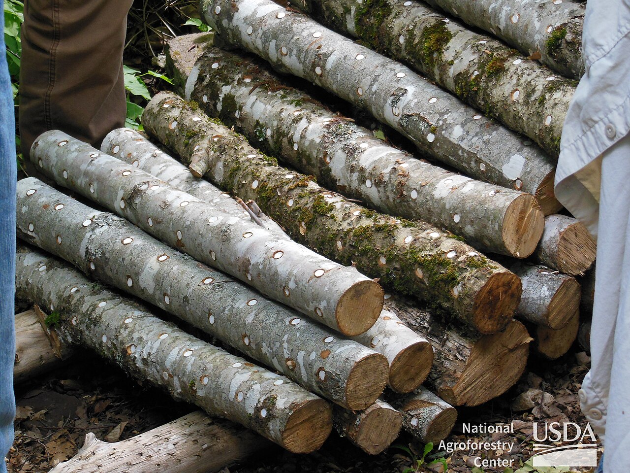 USDA National Agroforestry Center on flickr 0304-0213 (26778723400)