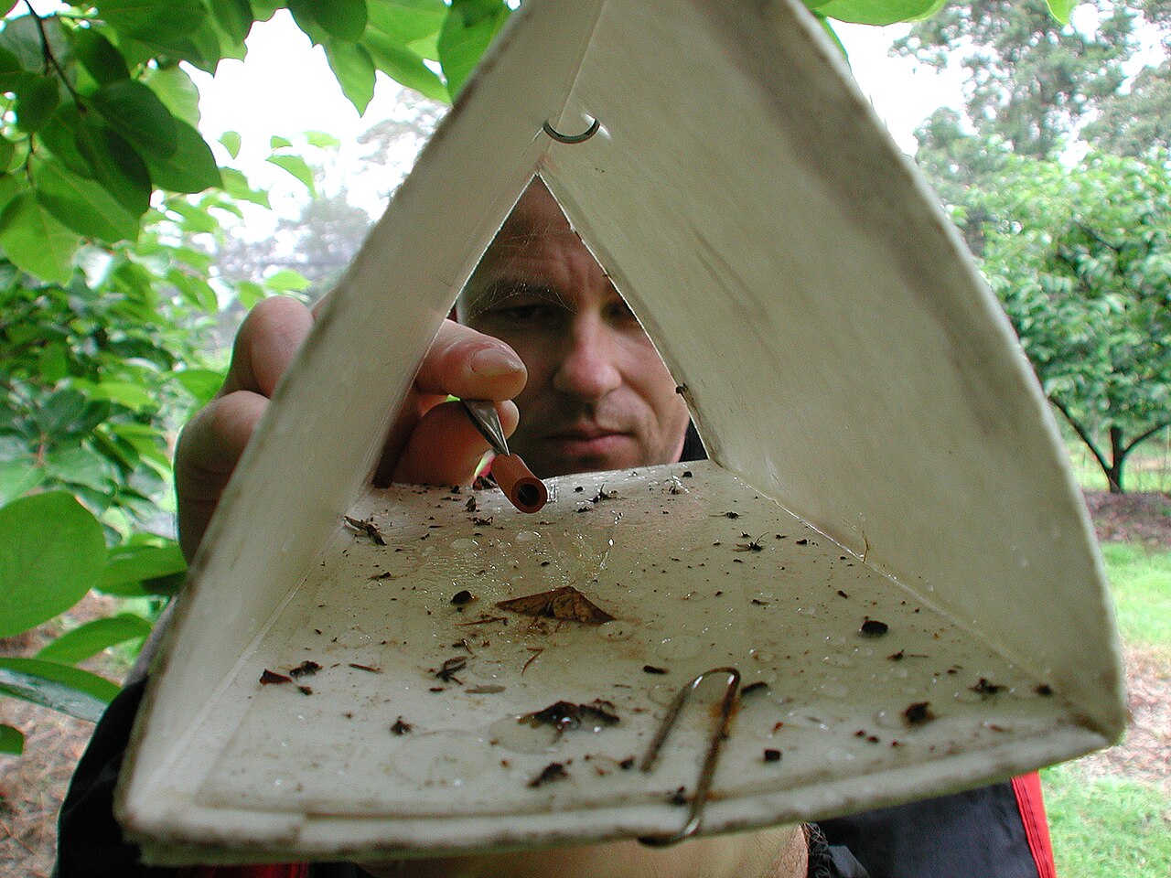 CSIRO ScienceImage 1973 Using Pheromones Instead of Insecticides