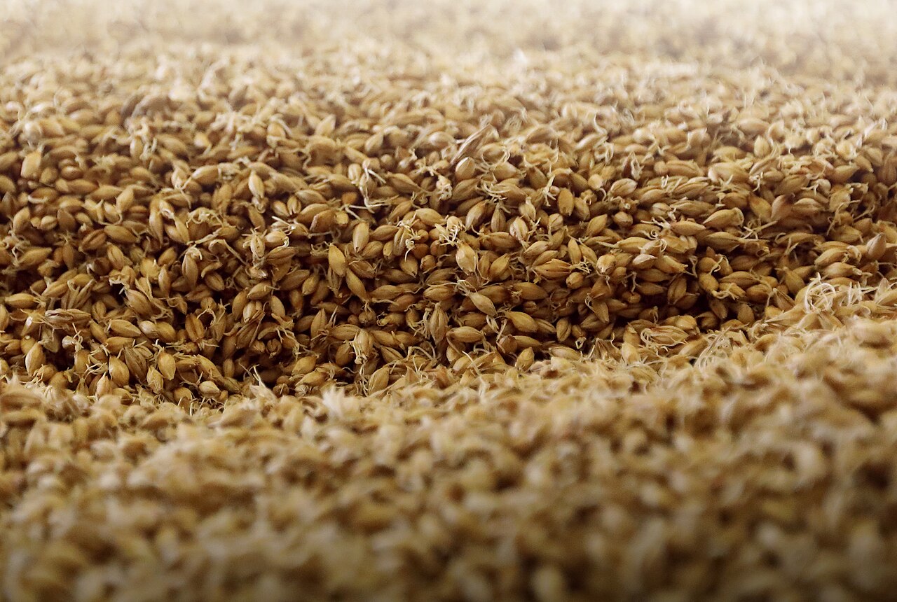 2019-05-04 Sprouting Barley Grain