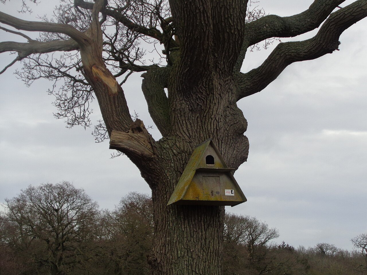 Barn Owl nest box near Lodge Wood, Drakes Broughton - geograph.org.uk - 6022798.