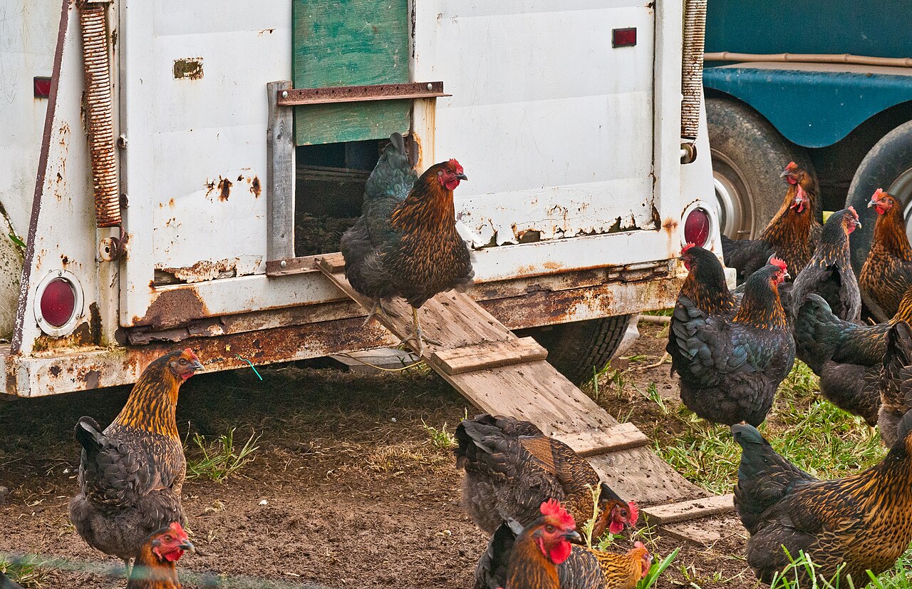Nick's Organic Farm (20130712-AMS-LSC-0708)