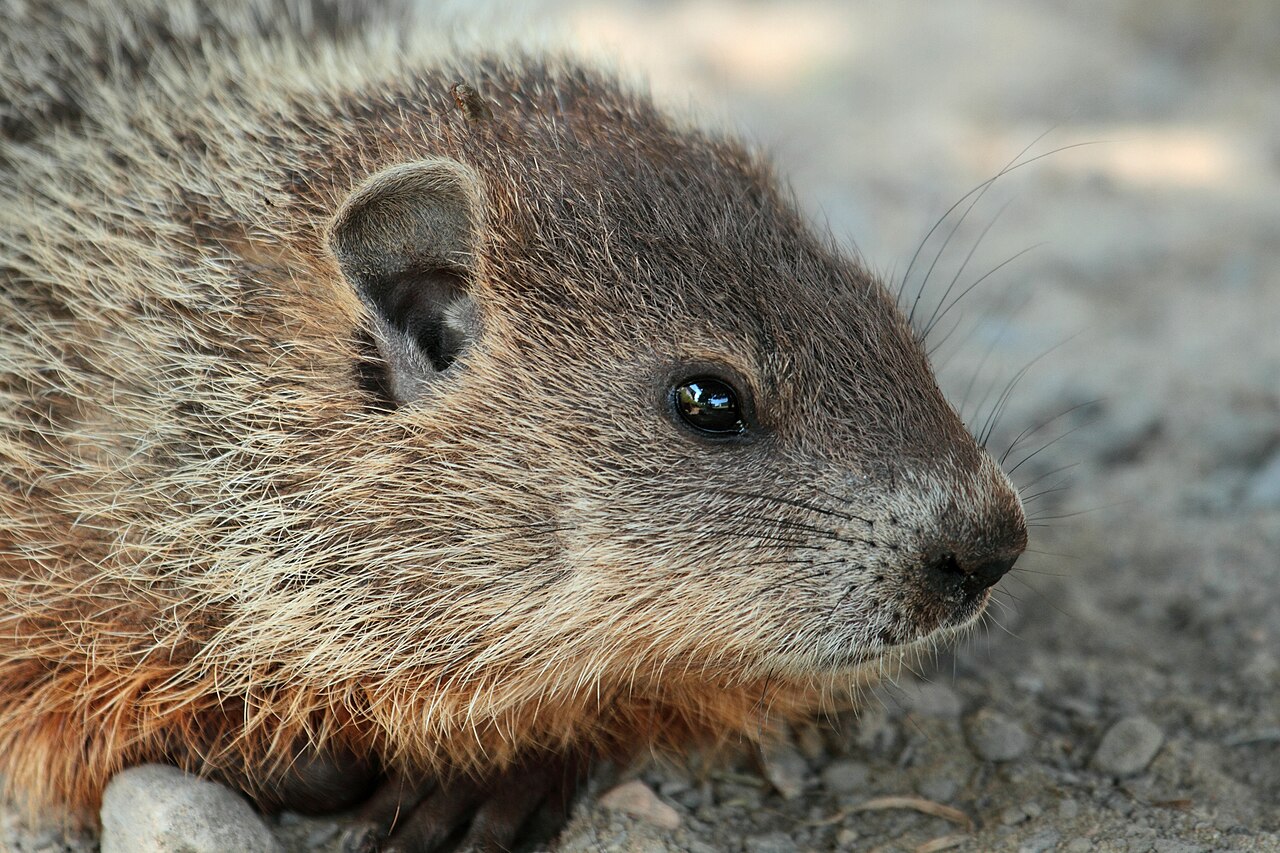 Marmota monax UL 01