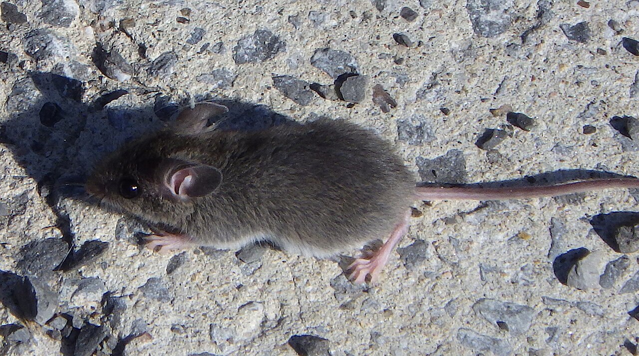 House mouse (Mus musculus) 2732