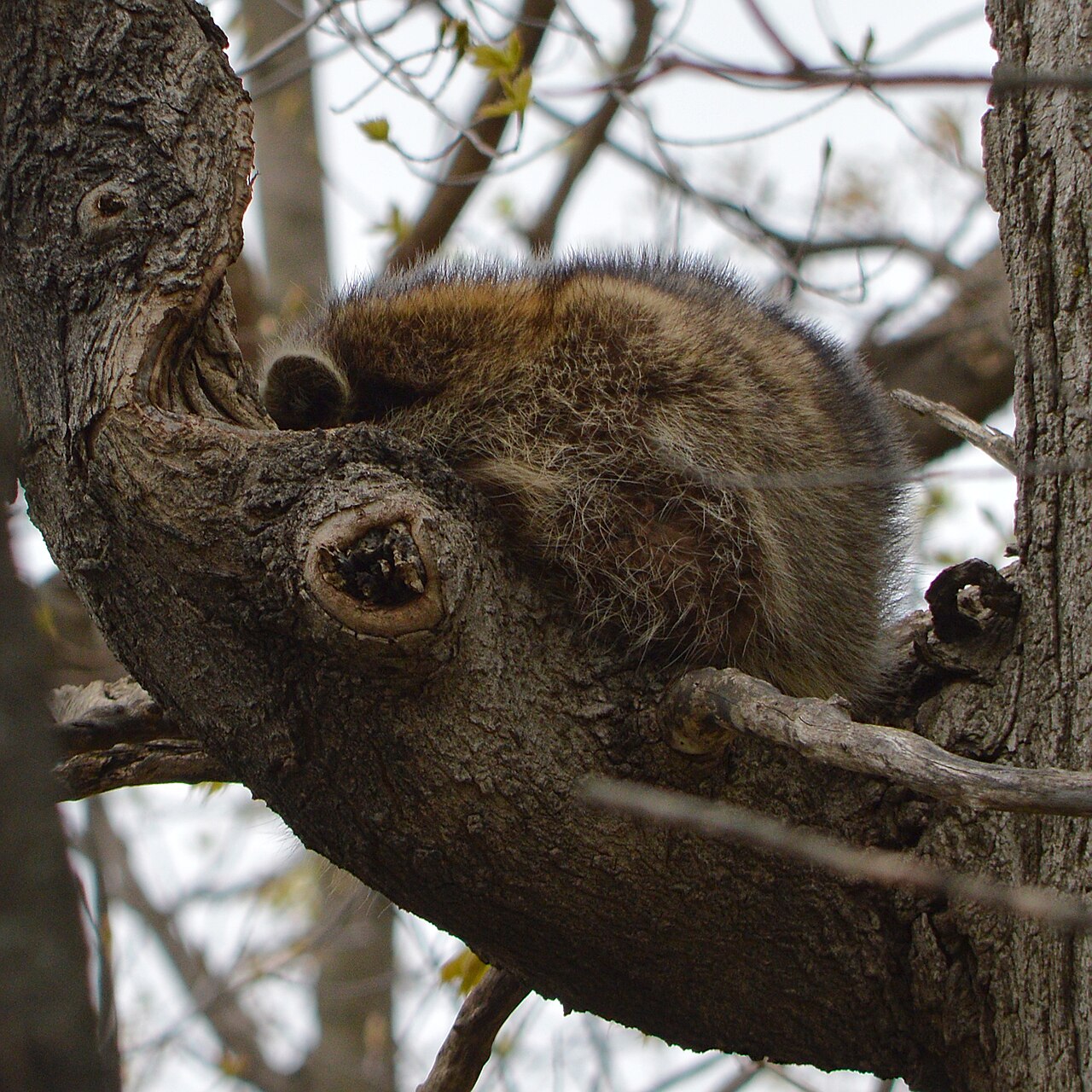 Common Raccoon (Procyon lotor) - Kitchener, Ontario 2025-05-05